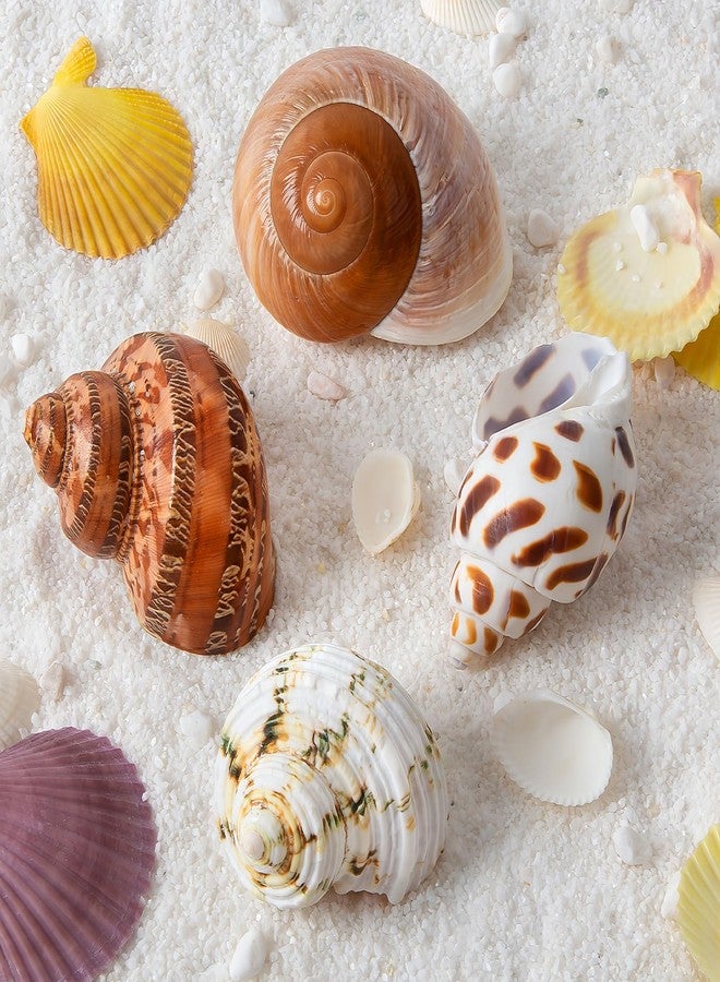 QICQDRAM 4 PCS Large Hermit Crab Shells 2~3.5Inch Natural Hermit Crab Shells 1~1.5Inch Opening, for Hermit Replacement Shells Hermit Crab Supplies - Image 2